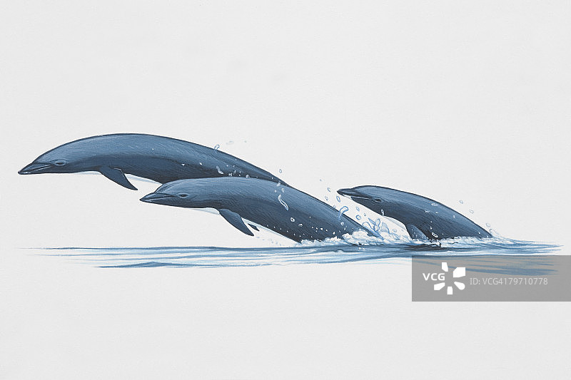 一组正在跳跃的北露脊海豚图片素材