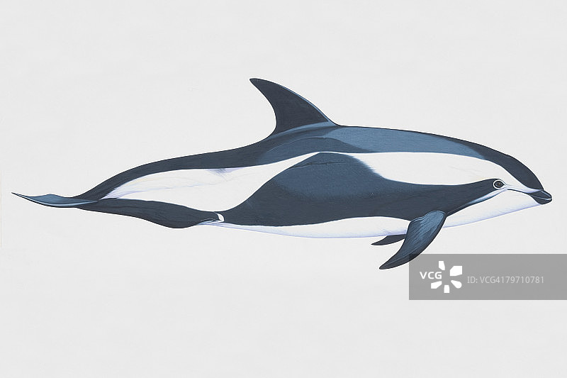 沙漏海豚图片素材