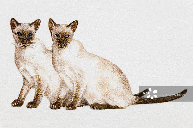 两只家猫图片素材