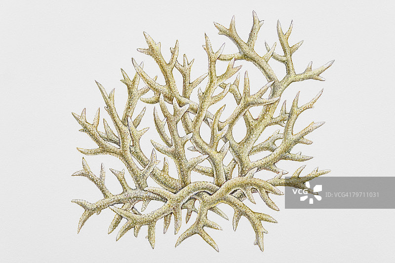 海洋植物图片素材