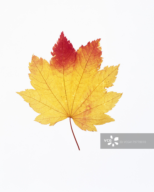 秋色葡萄藤枫叶图片素材