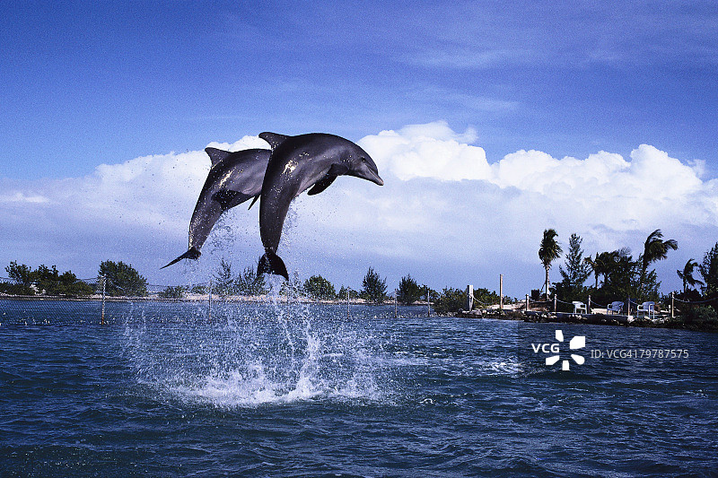 两只跃起的海豚图片素材