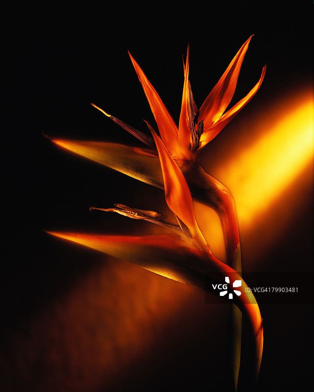 阳光下的天堂鸟花图片素材