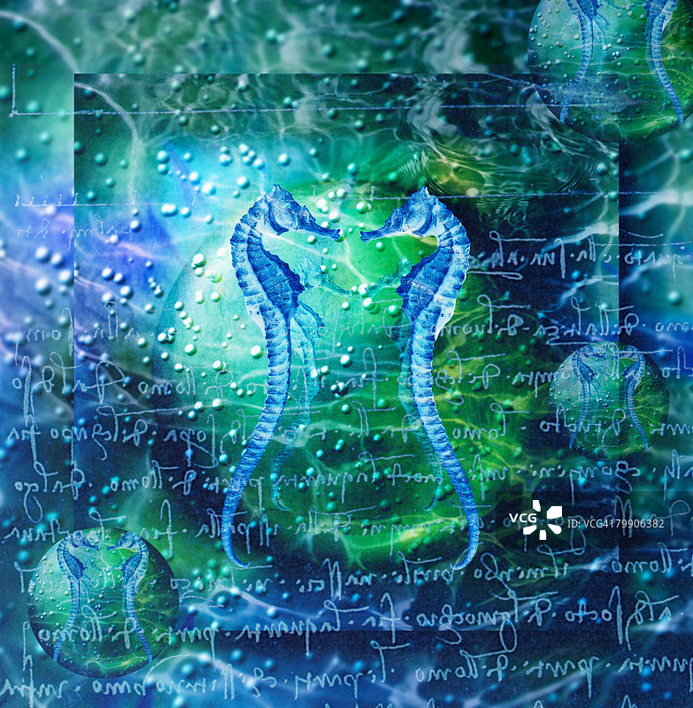 海马和手写字体图片素材