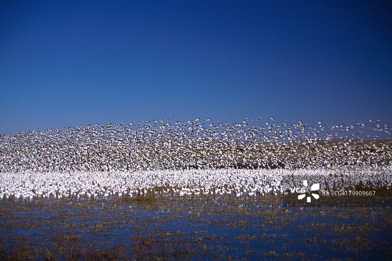 雪雁群图片素材