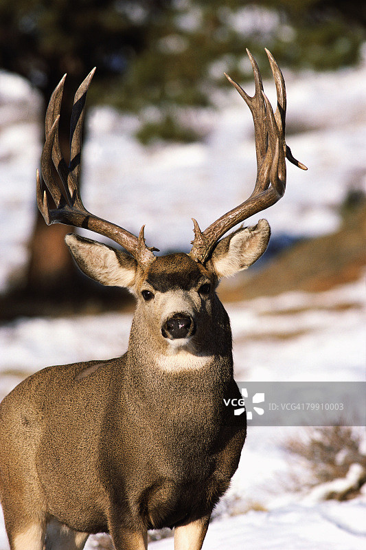 黑尾鹿图片素材