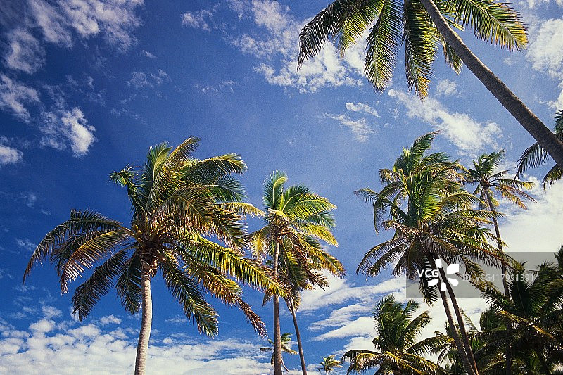 棕榈树上空的云彩图片素材