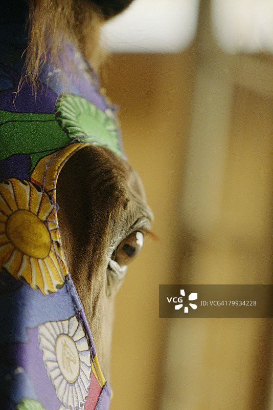 戴着面具的马图片素材