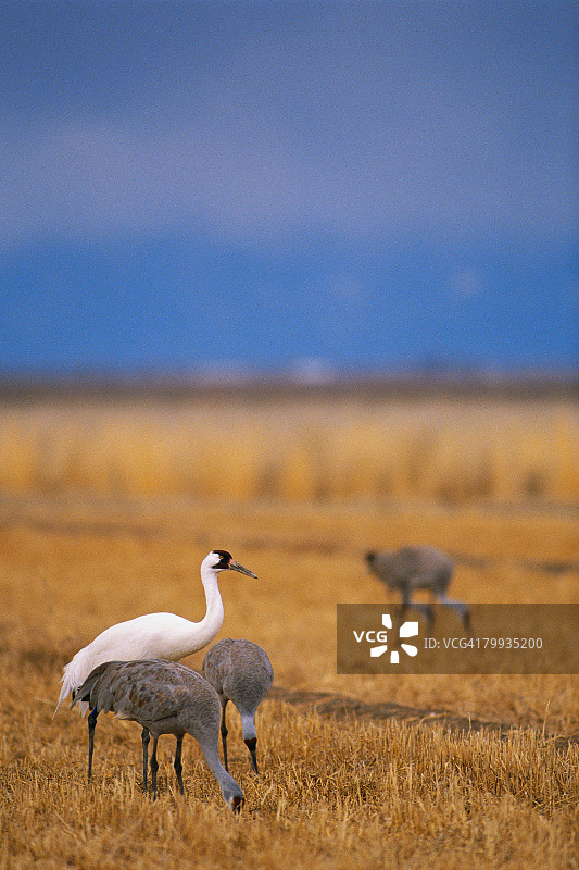 美洲鹤与沙丘鹤图片素材