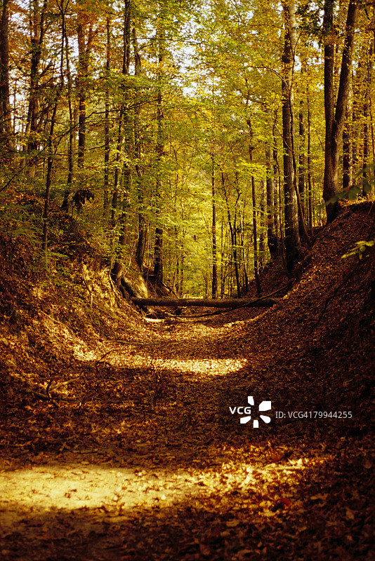 穿过森林的纳奇兹小径图片素材