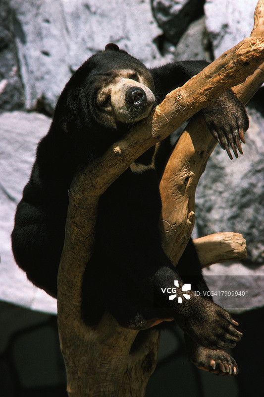 马来熊在树上休息图片素材