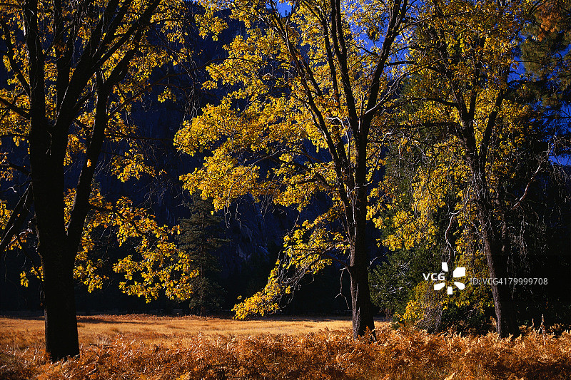 黑色橡树和蕨类植物图片素材