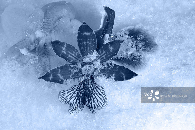 人造雪中的三朵兰花，蓝色调影棚拍摄于德国库普弗采尔图片素材