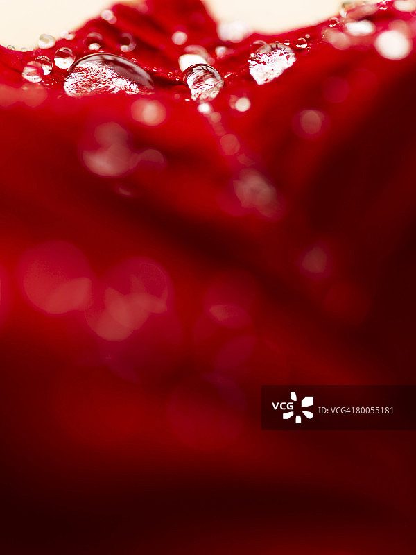 雨后一品红叶片上的露珠图片素材