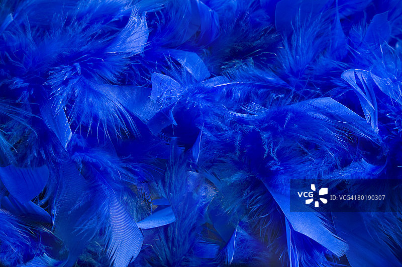明亮蓝色柔软羽毛的背景图片素材