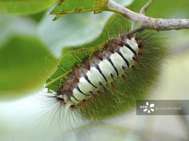 毛毛虫啃食腰果叶图片素材