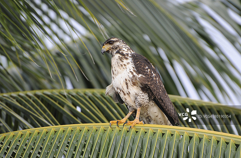 幼年黑鹰栖息在椰子树上，科伊巴国家公园，巴拿马图片素材