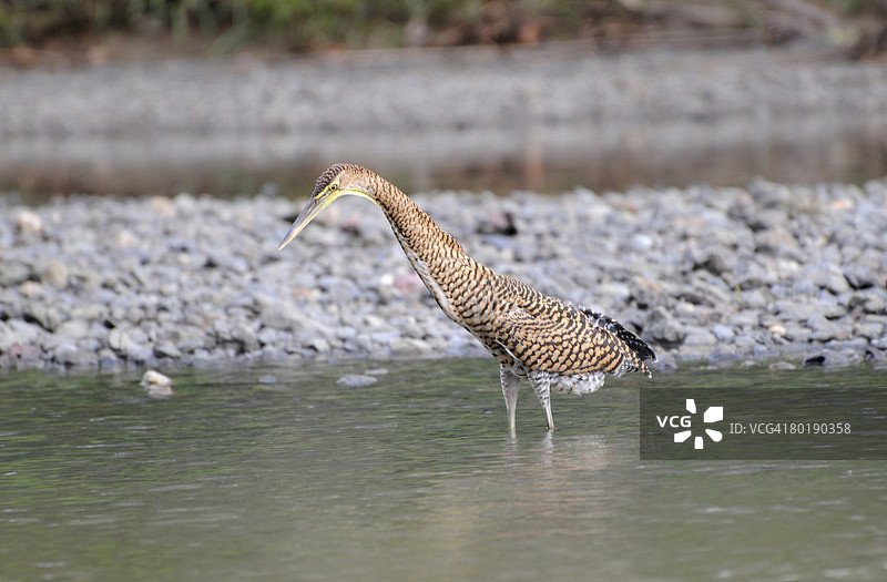 裸喉虎鹭幼鸟（学名：Tigrisoma mexicanum）正在潜伏捕食，哥斯达黎加林孔图片素材