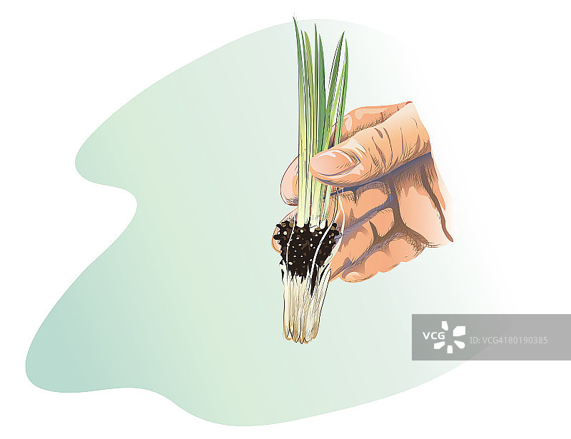 水彩墨水风格洋葱幼苗农业插画图片素材