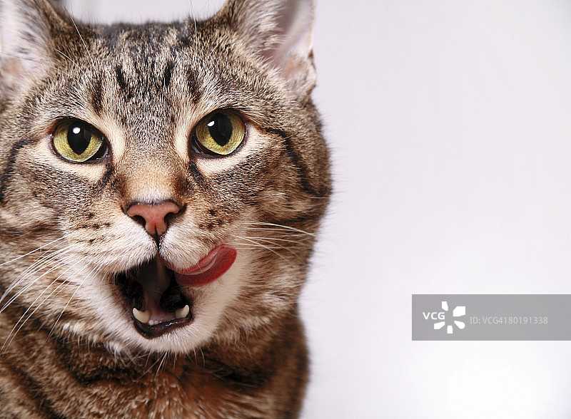 虎斑猫在舔脸图片素材