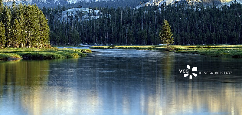 图奥勒米河畔的孤松，加利福尼亚州优胜美地国家公园图片素材