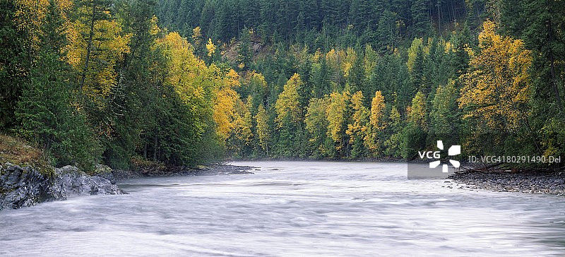 亚当斯河沿岸的松树，位于加拿大不列颠哥伦比亚省图片素材