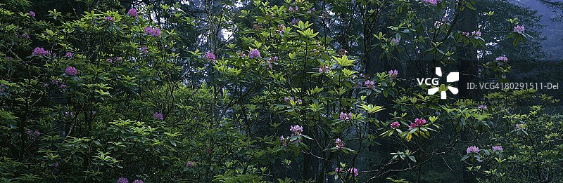 红杉国家公园的杜鹃花图片素材