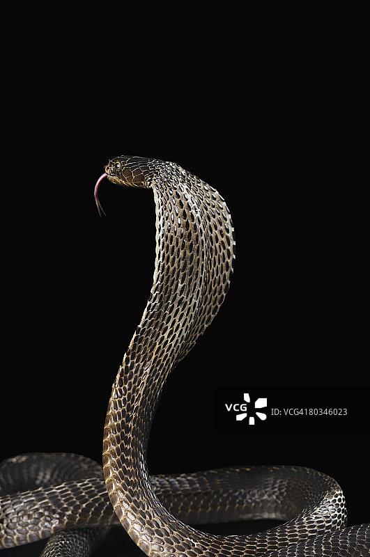 眼镜蛇吐信的特写图片素材