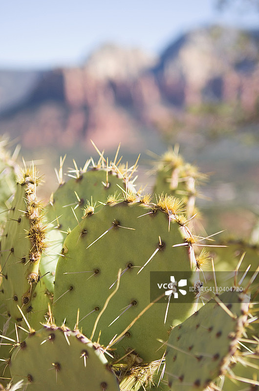 亚利桑那州塞多纳的仙人掌图片素材