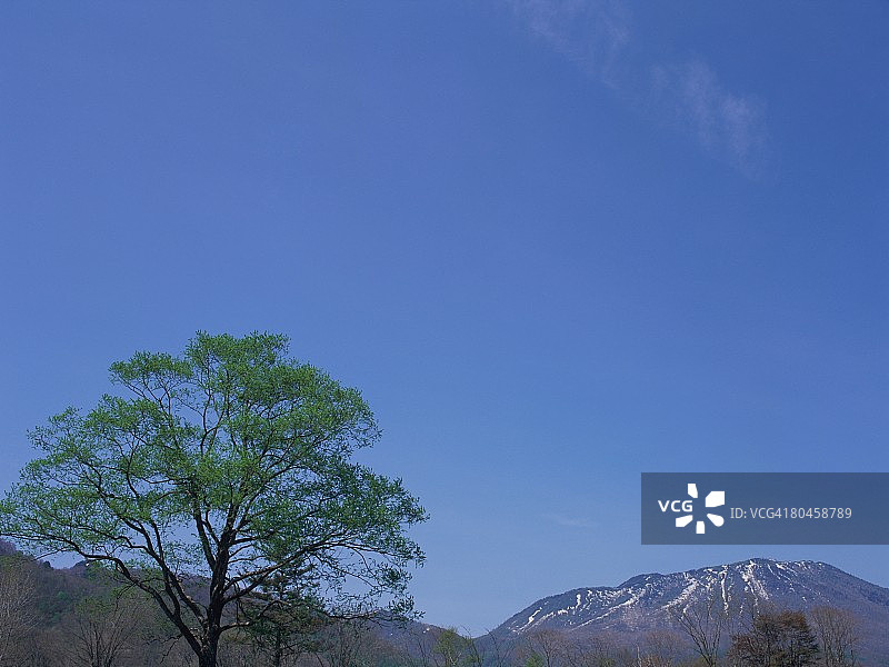 日本长野县户隐的榆树图片素材