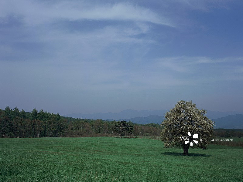 绿色田野中的梨树，日本长野县野边山图片素材