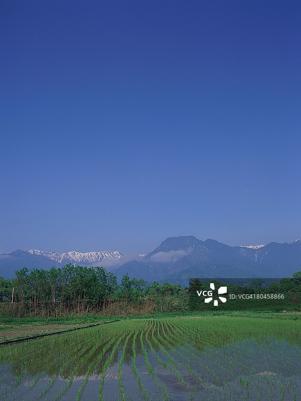日本长野县池田市的雪山背景稻田图片素材