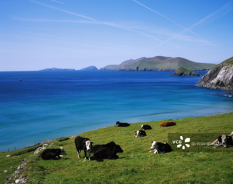 荷斯坦-弗里生牛，斯莱角，布拉斯凯特群岛，凯里郡，爱尔兰图片素材