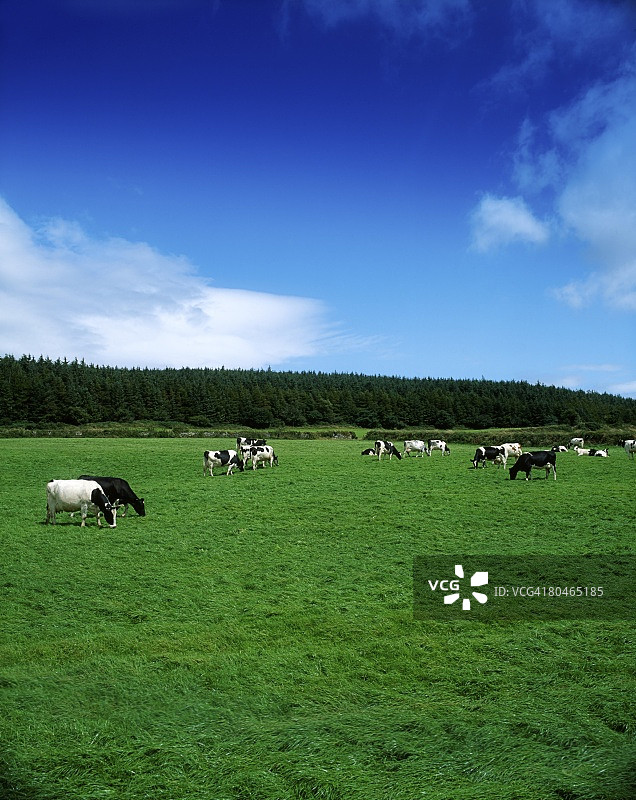 荷斯坦-弗里斯奶牛，爱尔兰。图片素材