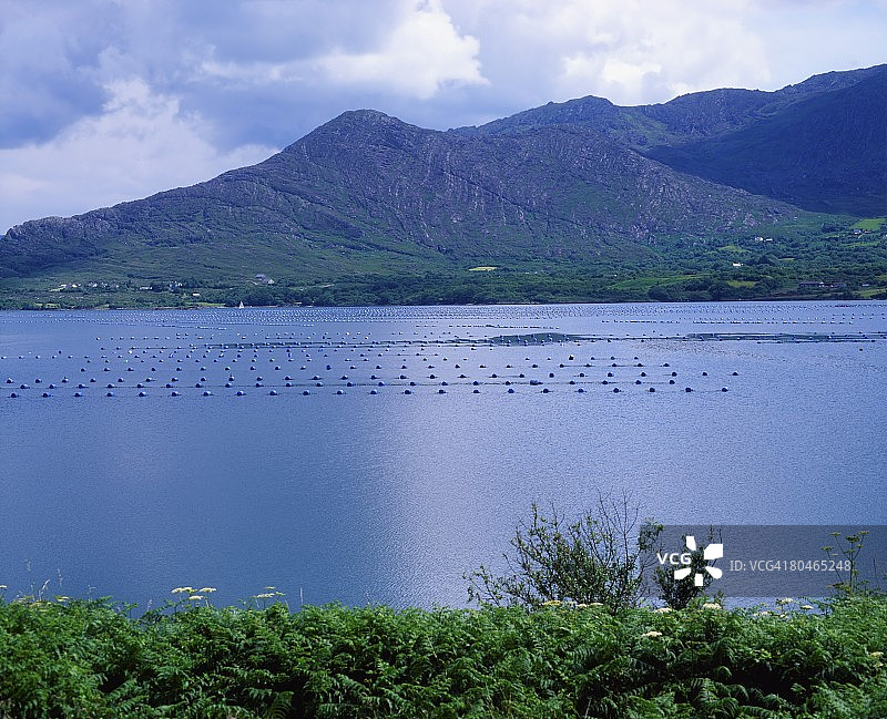 爱尔兰阿德格鲁姆的贝拉半岛养鱼场图片素材