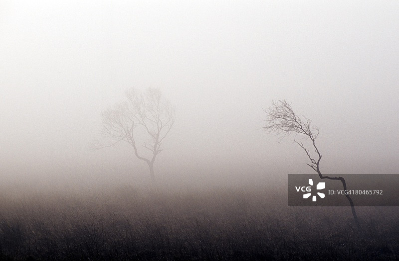 浓雾中的光秃秃的树木，峰区国家公园，德比郡，英国图片素材