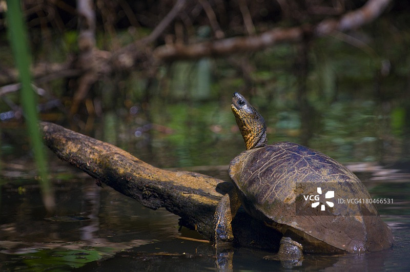 黑河龟图片素材
