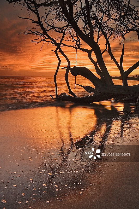 美国夏威夷茂宜岛：水边树木的剪影图片素材