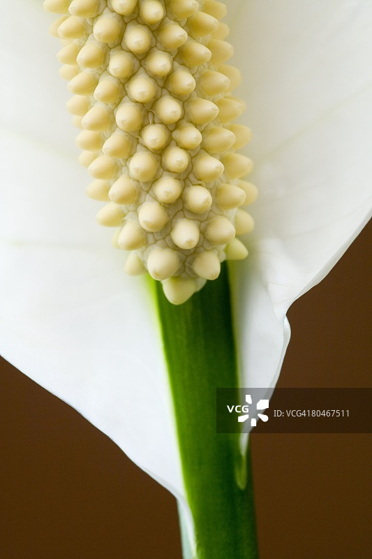 和平百合花特写图片素材