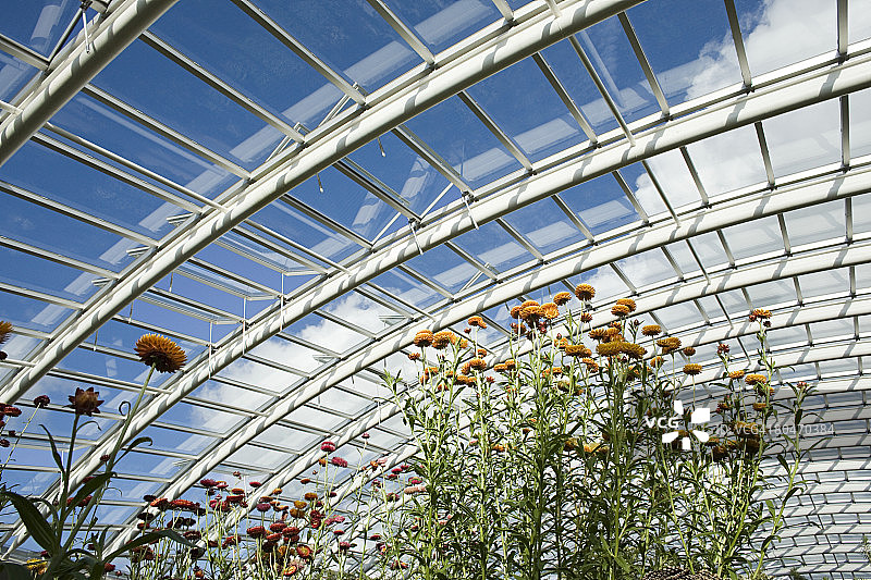 威尔士植物园里的花朵图片素材