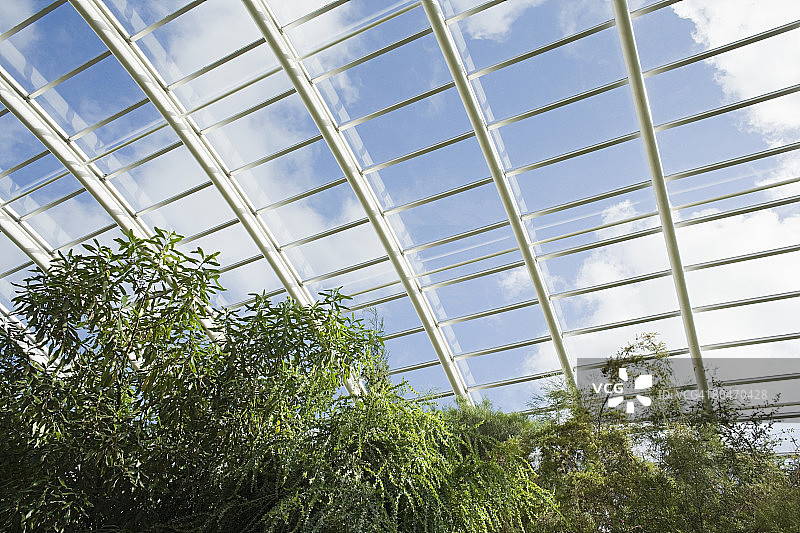 大型温室中的树木图片素材