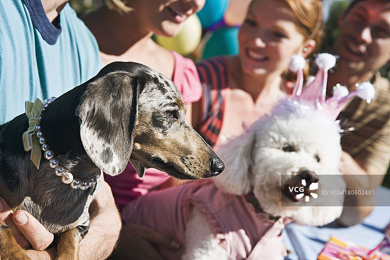 迷你腊肠犬和贵宾犬与人图片素材