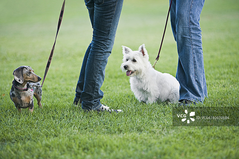 迷你腊肠犬和西高地犬与主人的腿图片素材