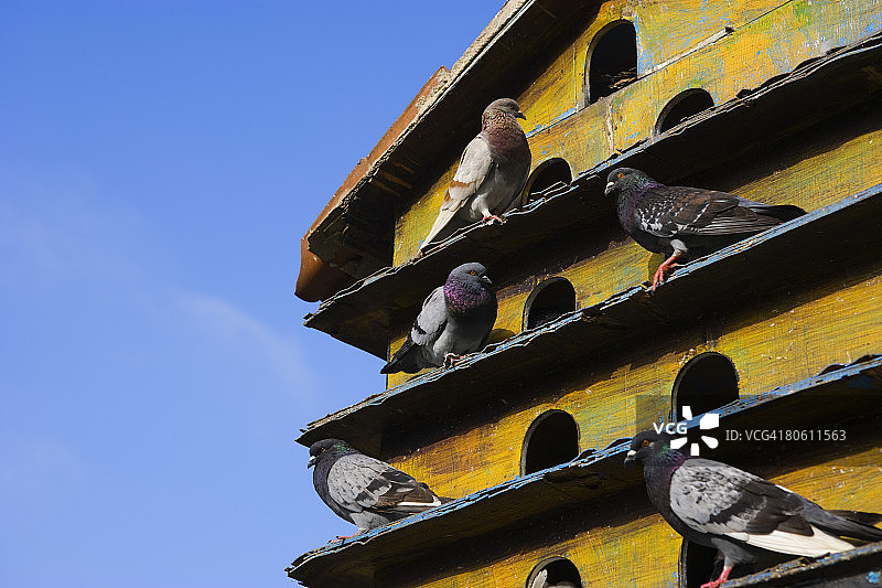 委内瑞拉玻利瓦尔广场的鸽舍图片素材