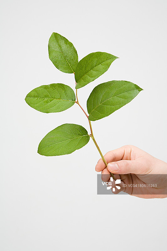 手持树枝图片素材