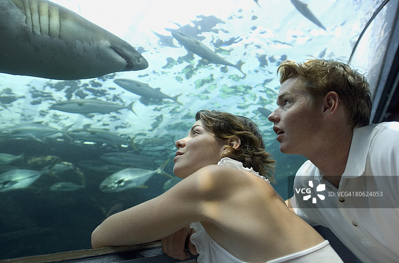 年轻夫妇在水族馆看鲨鱼图片素材
