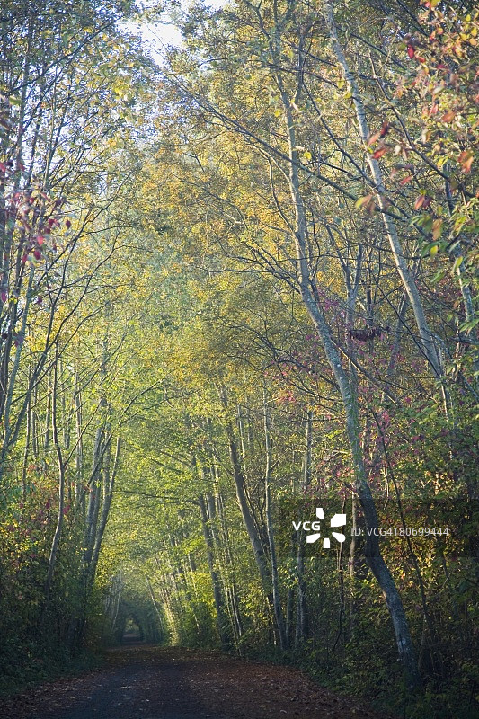 秋季通道图片素材