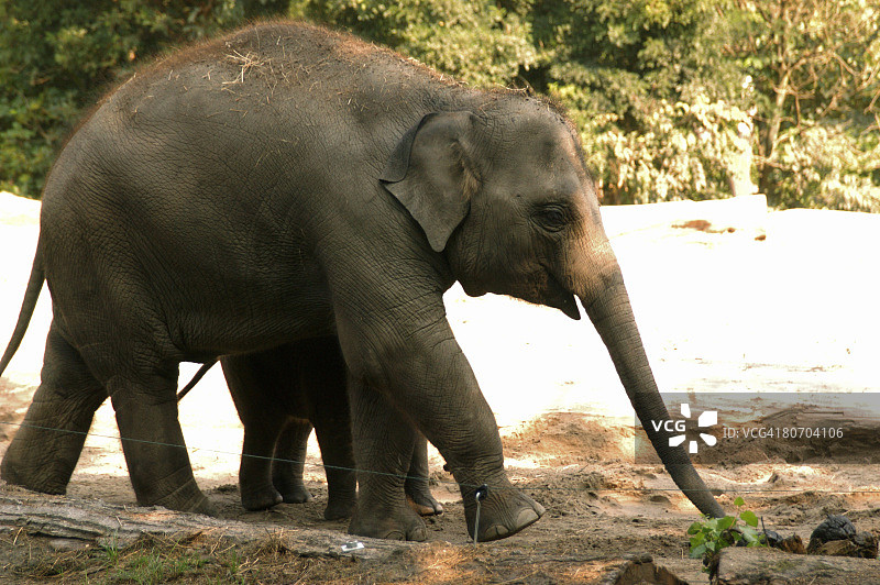 动物园里的大象和小象图片素材