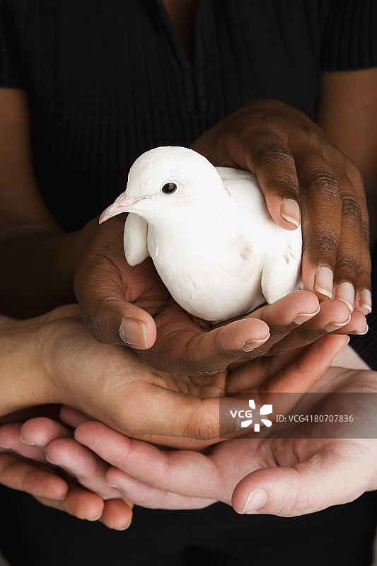 众人手中的鸽子图片素材