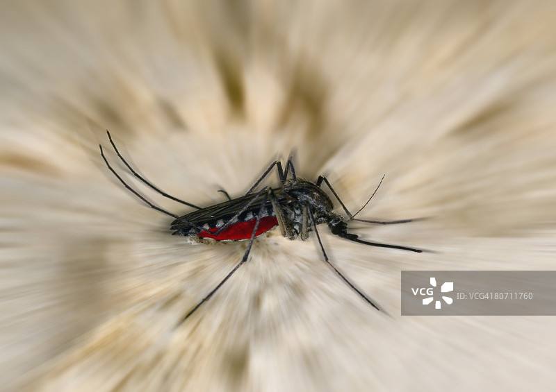 蚊子近景图片素材